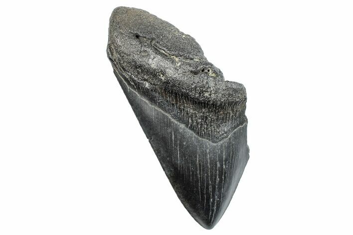 Partial Fossil Megalodon Tooth - South Carolina #272588